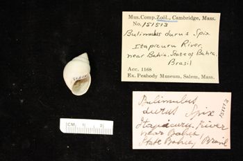 Media type: image;   Malacology 151513